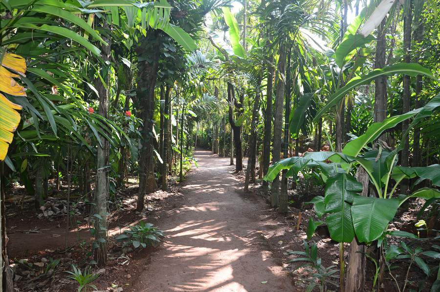 Spice Plantation