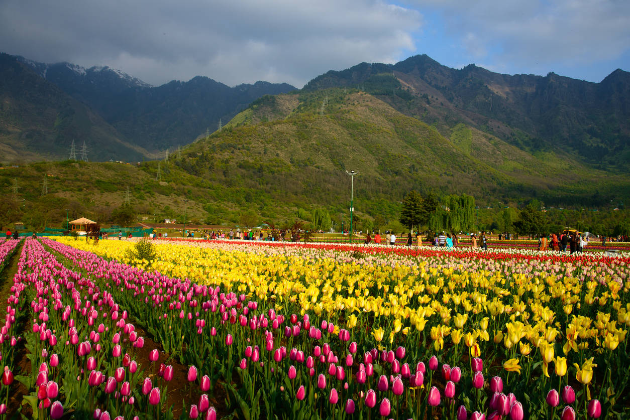 Indira Gandhi Memorial Tulip Garden
