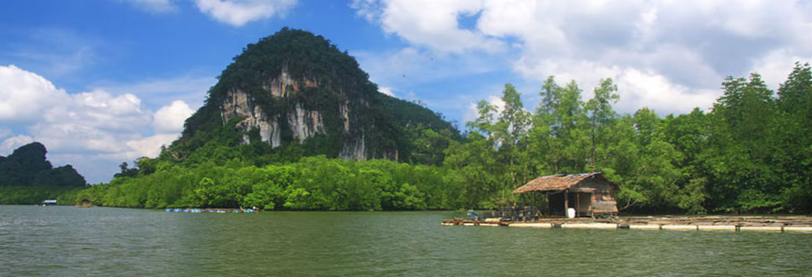 Ao Luk Mangroves