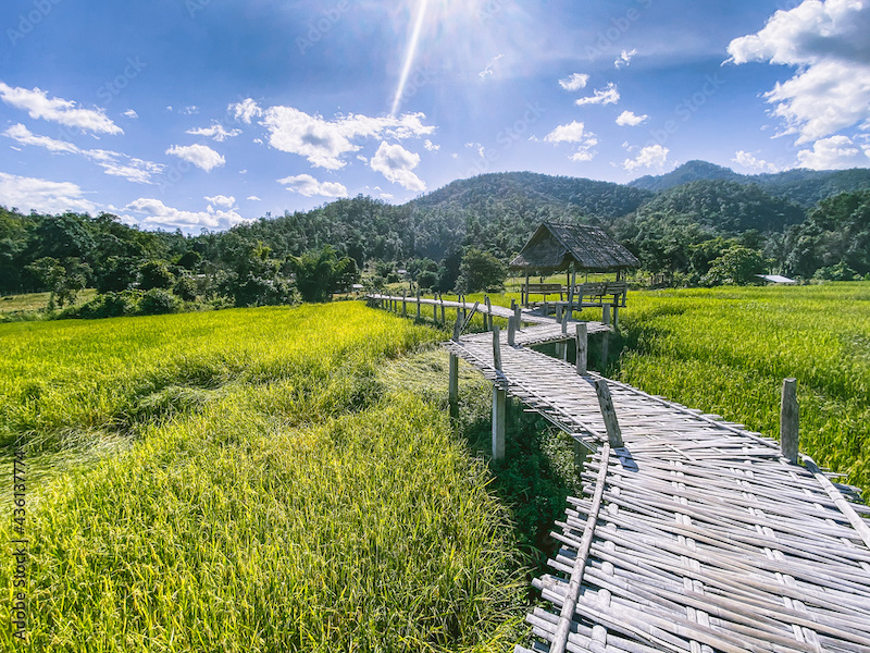 Bamboo bridge