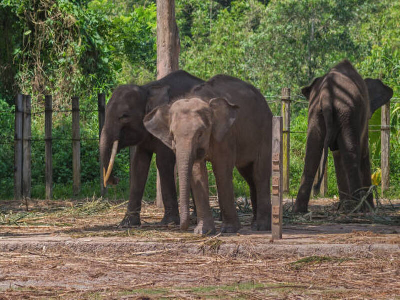 Lok Kawi Wildlife Park