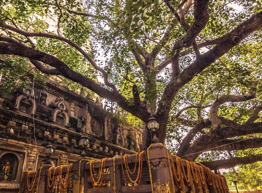 Bodhi Tree