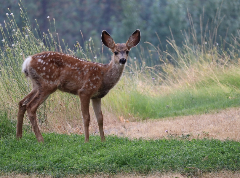 Malsi Deer Park