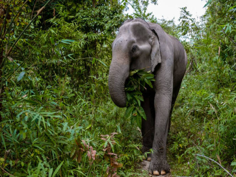 Kuala Gandah Elephant Sanctuary