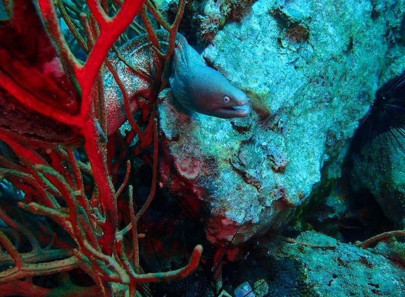 Shark Point