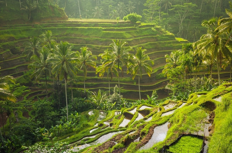 Tegalalang Rice Terraces
