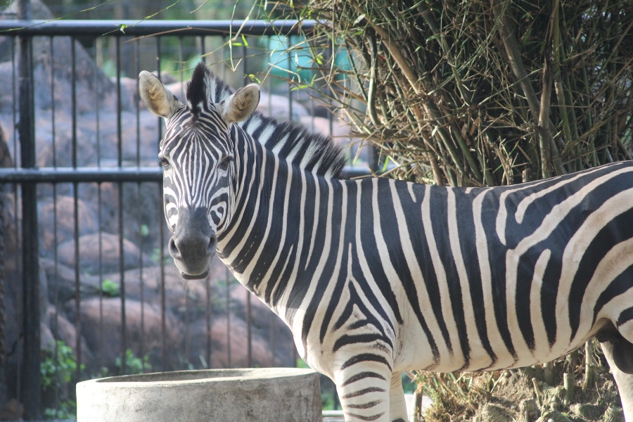 Surabaya Zoo
