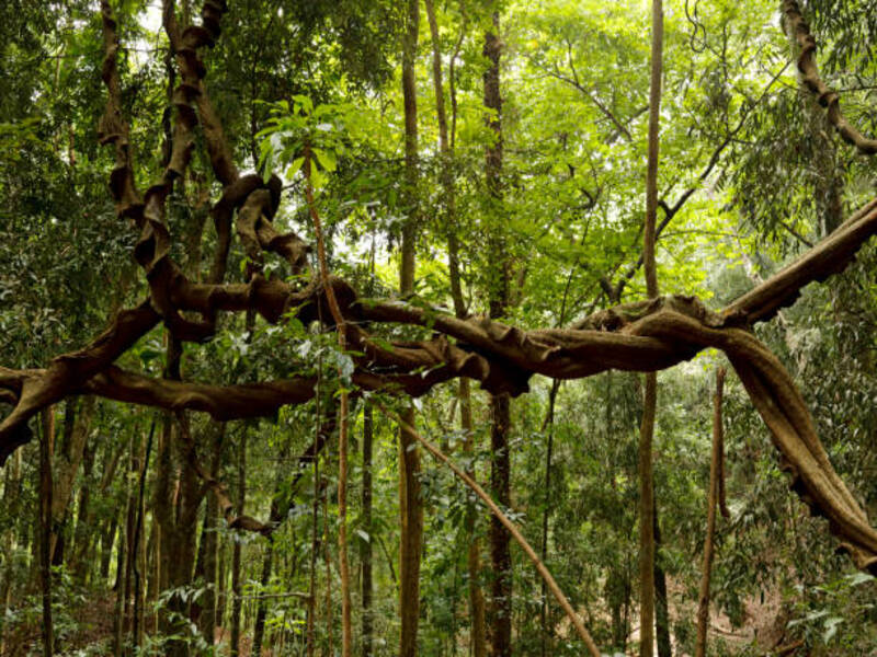 Udawattakele Forest Reserve