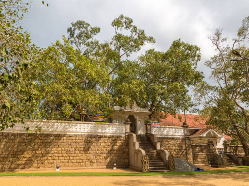 Sri Maha Bodhi