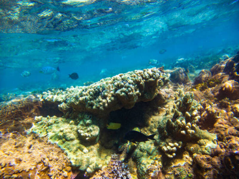 Hikkaduwa Coral Gardens